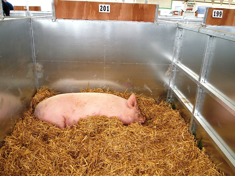 agricultural show hampshire